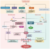 Figure 4. Involvement of MMP–9 in HT afte r ischemic stroke. HT following ischemic stroke is primarily driven by BBB dysfunction, which involves three interconnected pathological processes including o...
