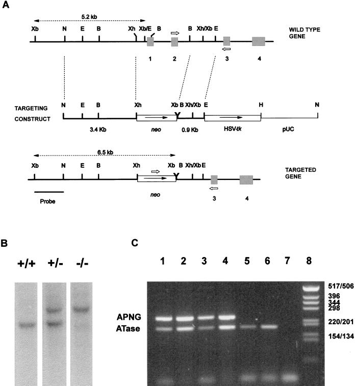 FIG. 1