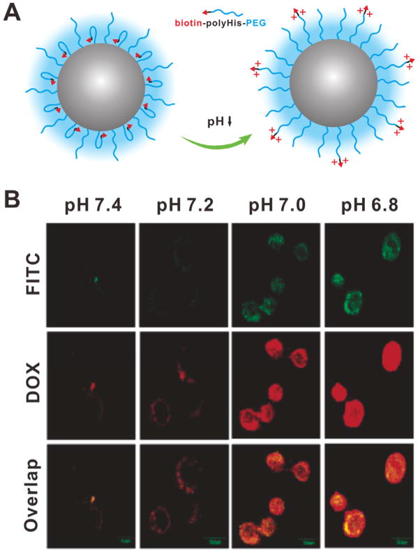 Figure 20