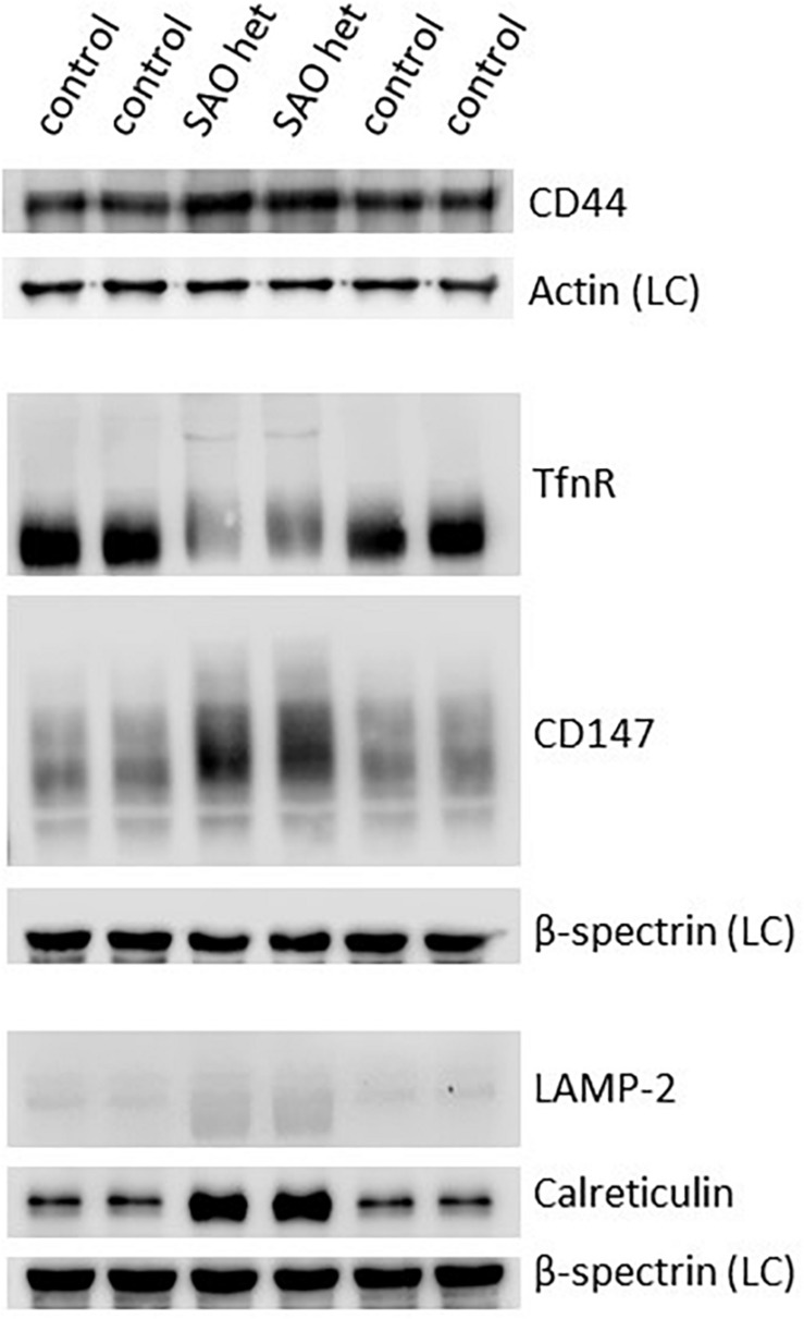 FIGURE 11