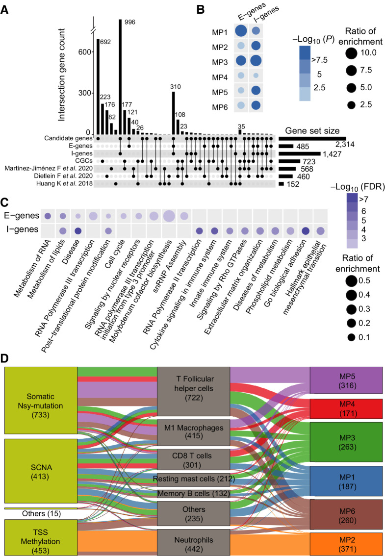 Figure 4. The E-genes and I-genes influence the mutational propensities. A, The Upset plot shows the overlap between the E-genes, I-genes, COSMIC CGCs, and another three published benchmark cancer gene sets. B, The E-genes and I-genes are enriched for determinants of different MPs at the pan-cancer level based on the background of 2,314 candidate genes. The dot color represents the −log10 (FDR). The dot size represents the OR of enrichment based on the background of 2,314 candidate genes. C, The pathways enriched in E-genes and I-genes. The dot color represents the −log10 (FDR). The dot size represents the OR of enrichment. D, The I-genes impact on the MPs through different immune cell activities in TIME.