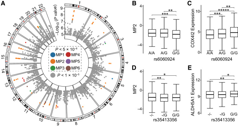 Figure 6. The quantitative loci of the mutational propensities. A, The genomic distribution of the SNP loci. Each box represents a chromosome and each dot a SNP locus. The different colors represent the different MPs significantly associated. The colored dots represent the mpQTLs that reached genome-wide significance (P < 5.0 × 10–8), and the rest of SNPs are labeled in gray. B and C, The associations among the rs6060924 genotypes with the MP2 and the COX4I2 expression. D and E, The associations among the rs35413356 genotypes with the MP2 and the ALDH5A1 expression. The P values are based on Student t test. *, P < 0.05; **, P < 0.01; ***, P < 1.0 × 10–3; ****, P < 1.0 × 10–4; *****, P < 1.0 × 10–5.