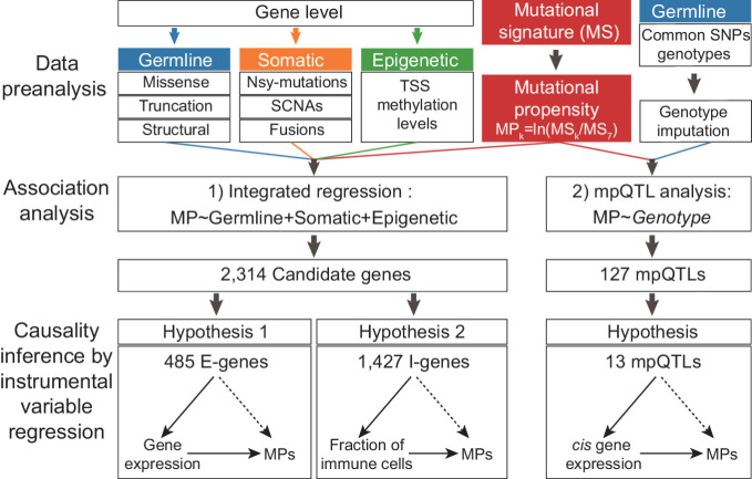 Figure 1. The schematic view of this study. In this study, we introduced the quantitative trait of MP, which is tethered to the relative activity between a given signature and a reference signature. Then, we described a regression model integrating evidences from both germline and somatic levels to identify the genetic determinants of somatic selection of mutational processes and also performed mpQTL analysis for MP-associated loci. In addition, we inferred the causal biological mechanisms for the candidate determinants of the mutational processes via cancer gene expression and TIME.