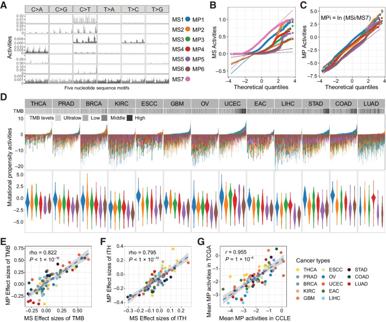 Figure 2. The mutational propensities in thirteen cancer types. A, The conserved MSs based on 5-nucleotide context are correlated with COMISC single-base substitution signatures. B, The quantile–quantile plot shows the abnormal distribution of the MSs at pan-cancer level. C, The quantile–quantile plot shows the quasi-normal distribution of the MPs at pan-cancer level. D, The MPs of each individual in different TCGA cancer types. Each bar represents an individual. The cancer types are ranked from left to right in the order of increased median TMB. In each cancer type, the individuals are ranked from left to the right in the order of decreased activities of the MS7. Different colors represent different MPs. E, The MP and the MS activities show consistent effects (Spearman correlation) on TMB. The effect sizes are calculated as Spearman rho between MP or MS and TMB. F, The MP and the MS activities show consistent effects (Spearman correlation) on ITH. The effect sizes are calculated as Spearman rho between MP or MS and TMB. G, The MPs are highly consistent between TCGA cancer tissues and CCLE cancer cell lines representing the same cancer types.