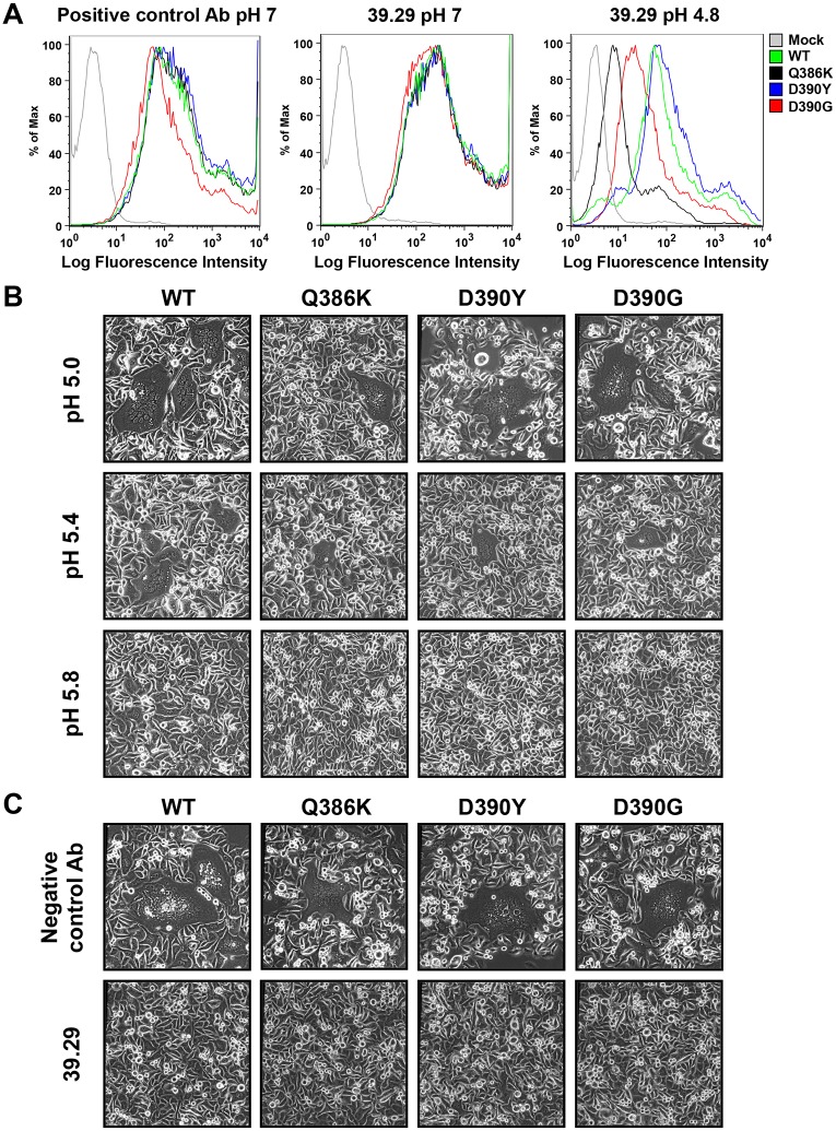 Fig 6