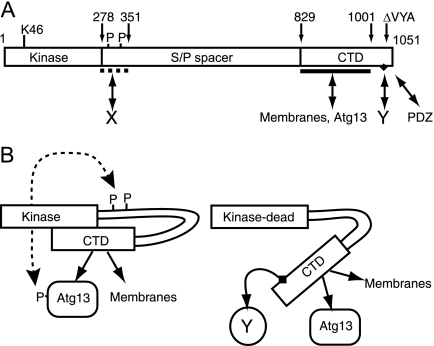 FIG. 11.