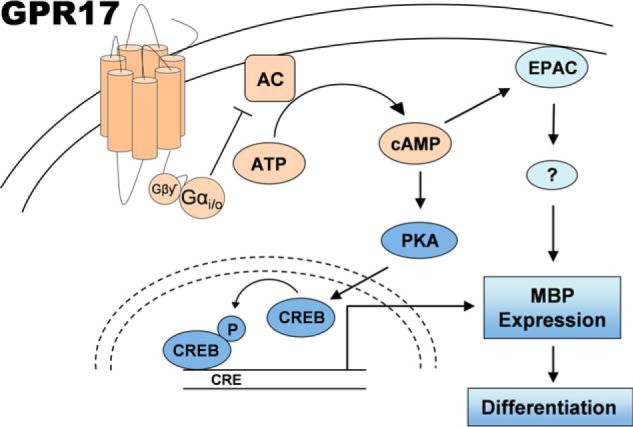 FIGURE 11.