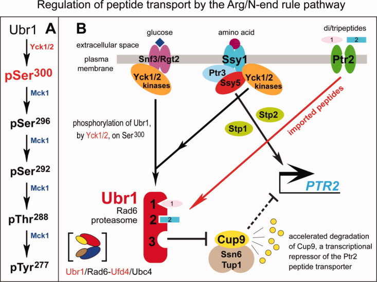 Figure 15