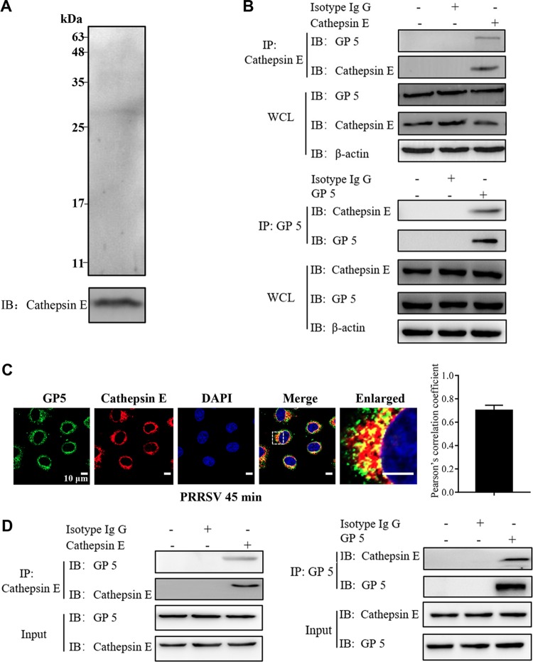 FIG 7