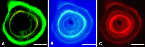 Fig. 1A–C