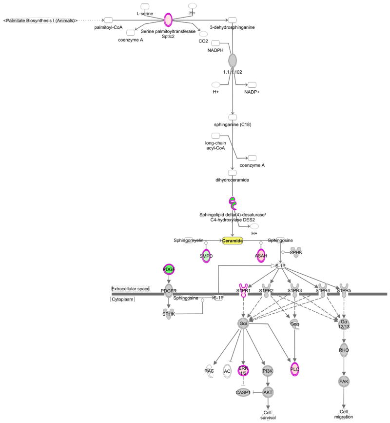 Targeted Lipidomic and Transcriptomic Analysis Identifies Dysregulated ...