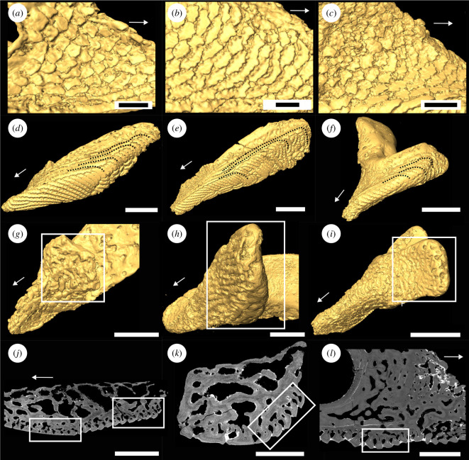 Close-ups of denticles on the lateral hook surfaces of oral plate specimens.