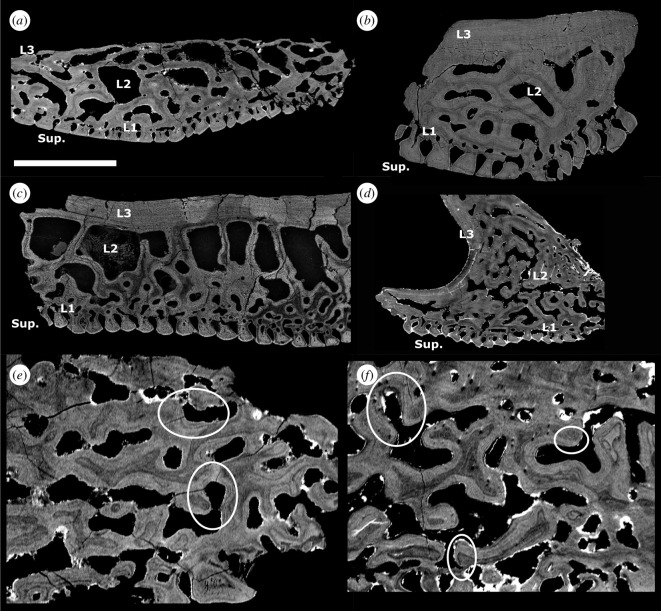 Tomographic longitudinal section through the oral plate shaft of L. dairydinglensis lateral oral plate.