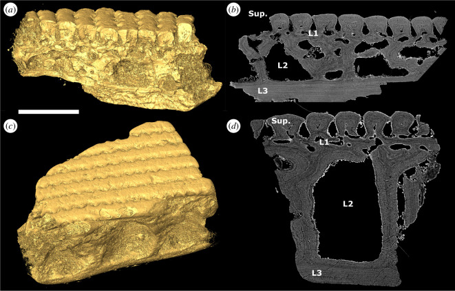 Three-dimensional surface models and tomographic sections of L. dairydinglensis dermal skeleton fragments.