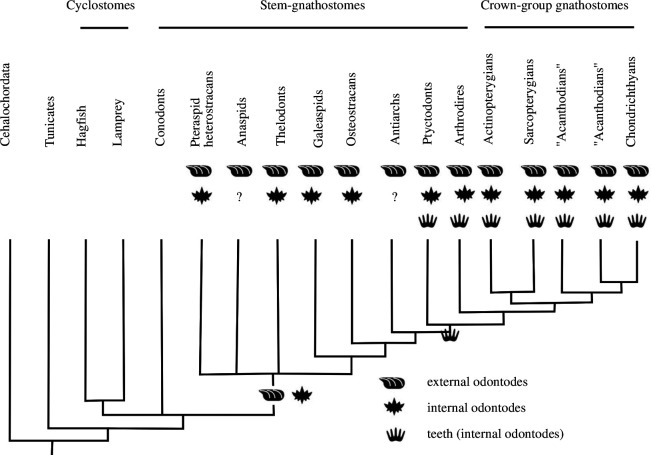 Distribution of external odontodes, internal odontodes and teeth (as a subcategory of internal odontodes), plotted on a phylogenetic tree of vertebrates.