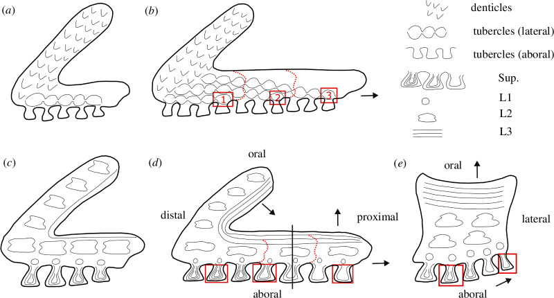 Schematic developmental diagrams of heterostracan oral plates.