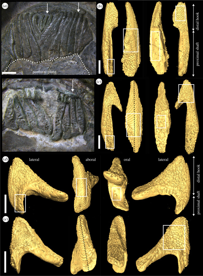 Articulated, V-shaped oral plate apparatus of Protopteraspis vogti.