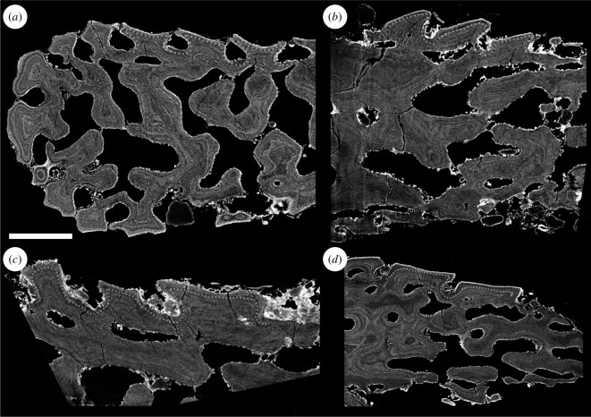 Tomographic sections through high-resolution scans of denticles on the lateral surfaces of the distal hook in different oral plates.