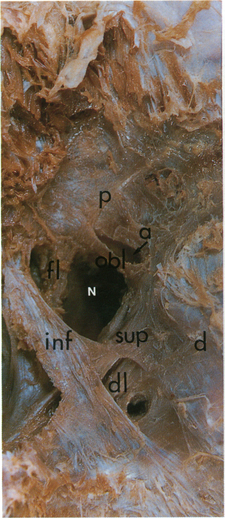 Fig. 4(i)