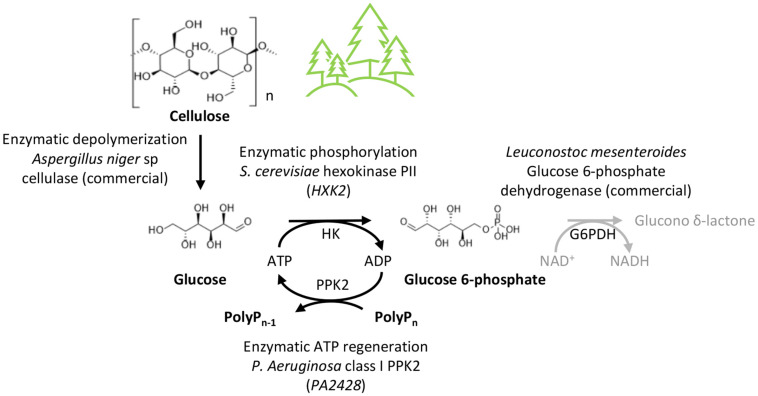 FIGURE 6