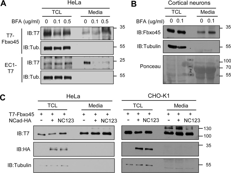 FIG 6