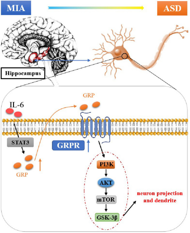 graphic file with name 11481_2024_10111_Figa_HTML.jpg