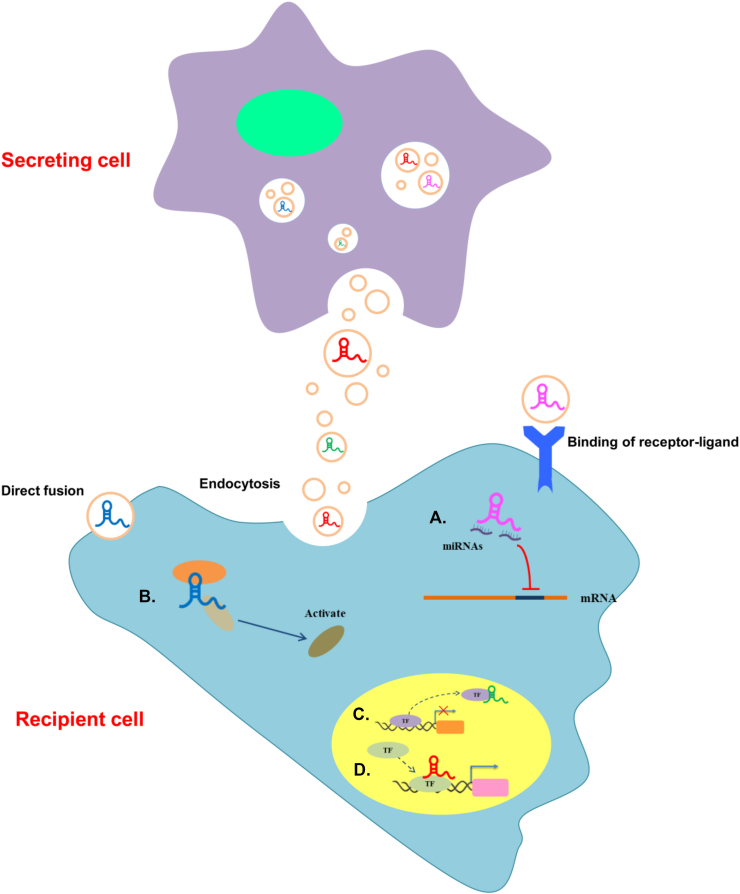 Exosomal Long Non Coding Rnas Emerging Players In Cancer Metastasis