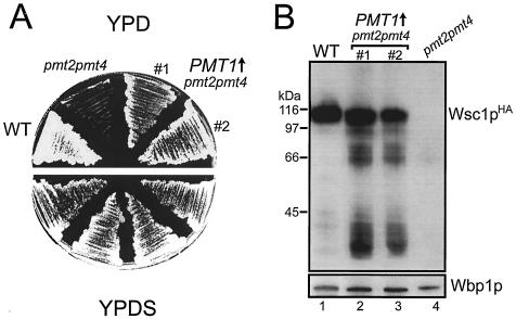 FIG. 5.