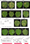 Figure 5—figure supplement 1.