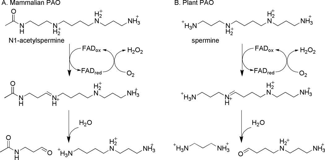 Scheme 4