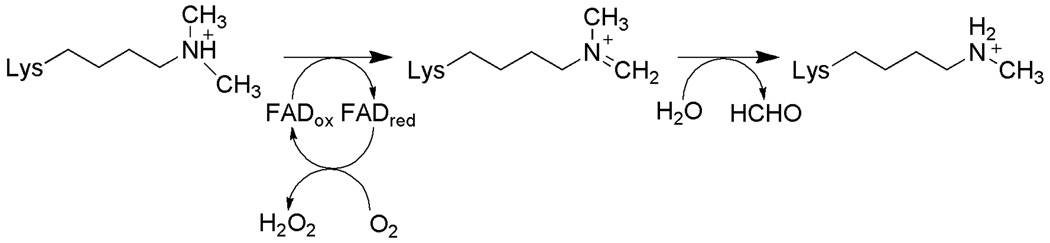 Scheme 8