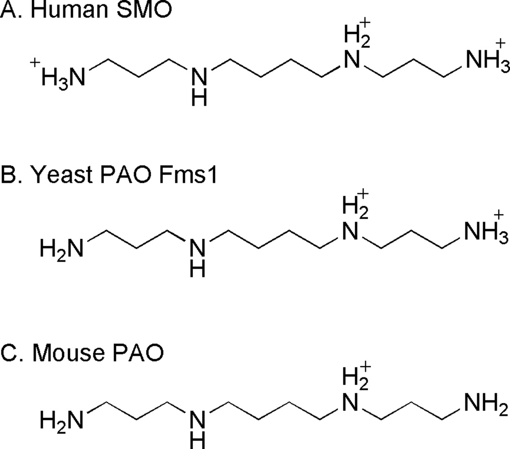 Scheme 5