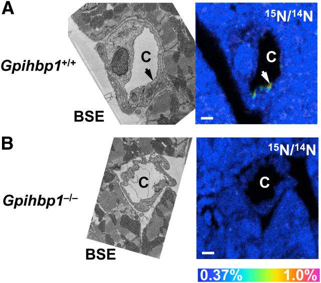 Fig. 9.