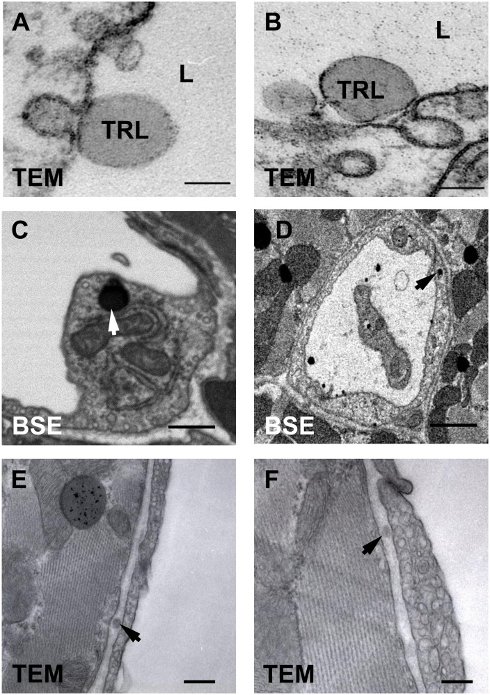 Fig. 10.