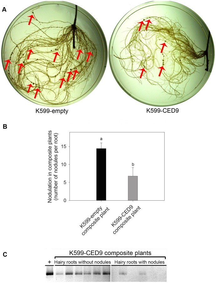 Figure 7