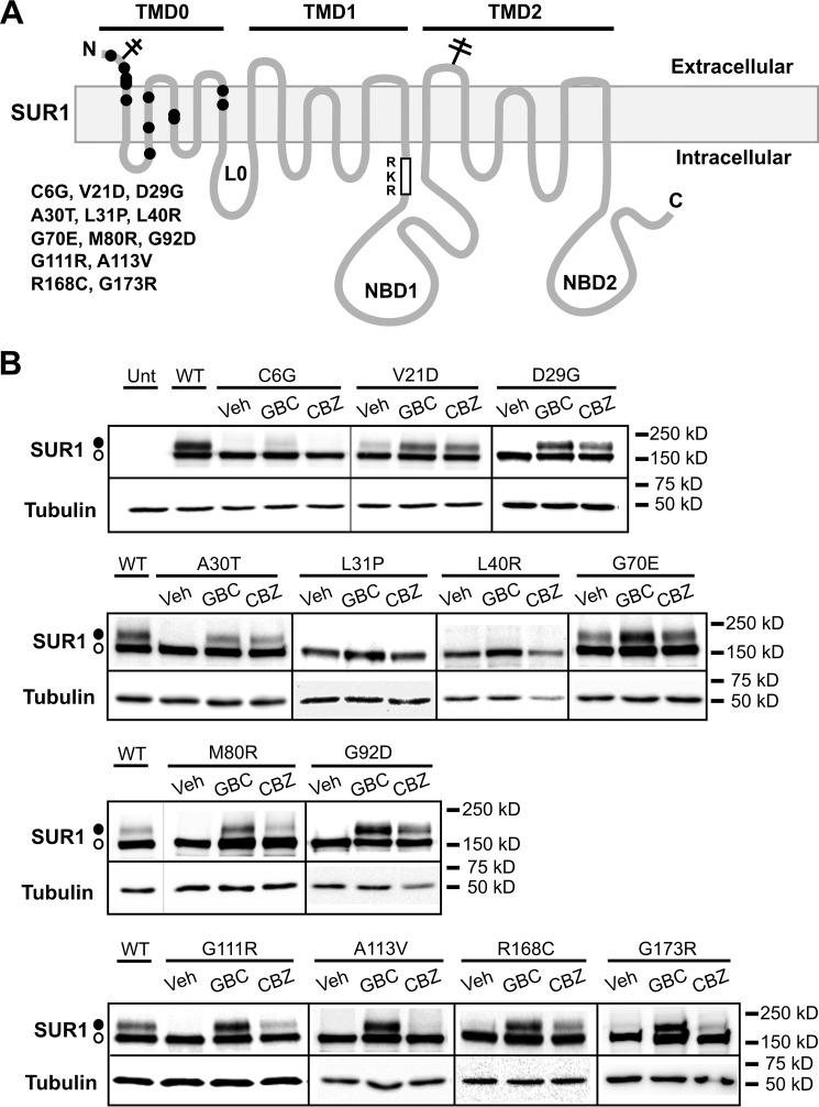 FIGURE 1.