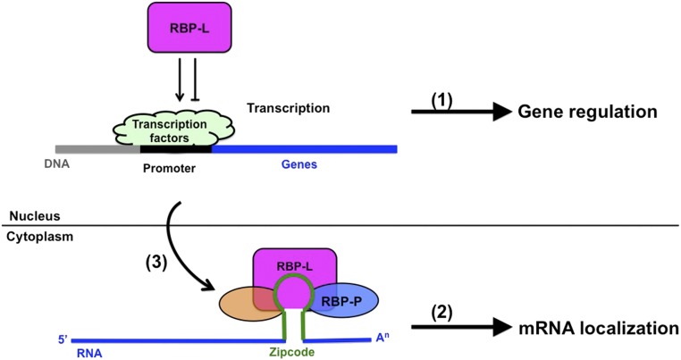 Figure 11.