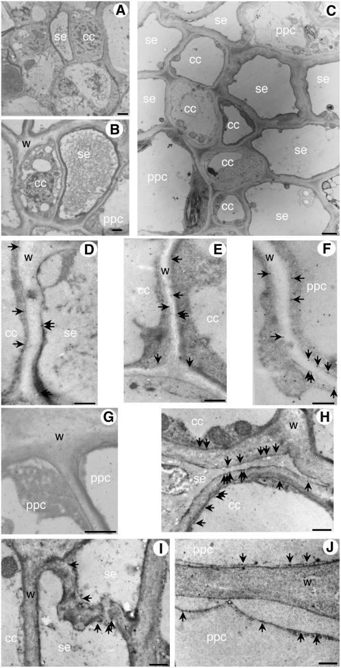 Figure 11.