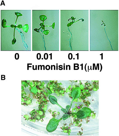 Figure 4.