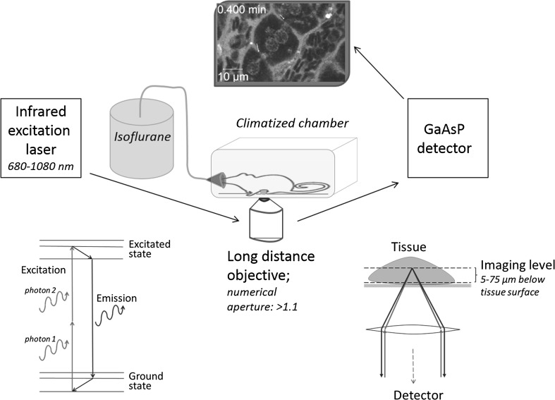 Fig. 1