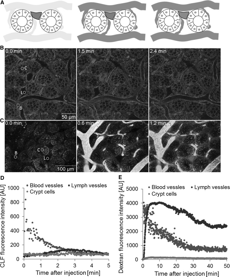 Fig. 9