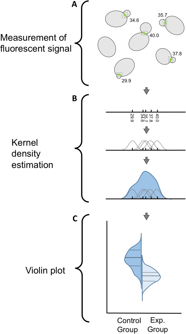 Figure 1—figure supplement 1.