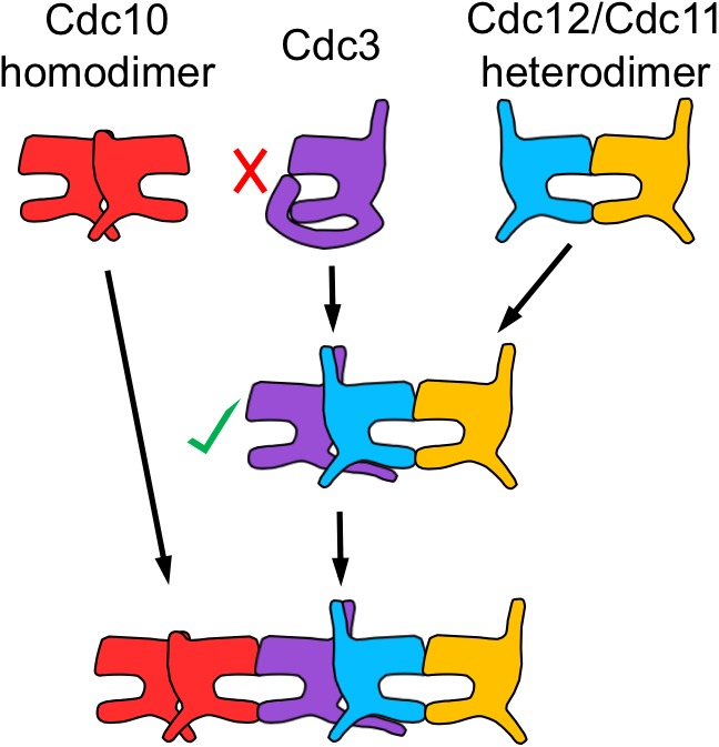 Figure 5—figure supplement 1.