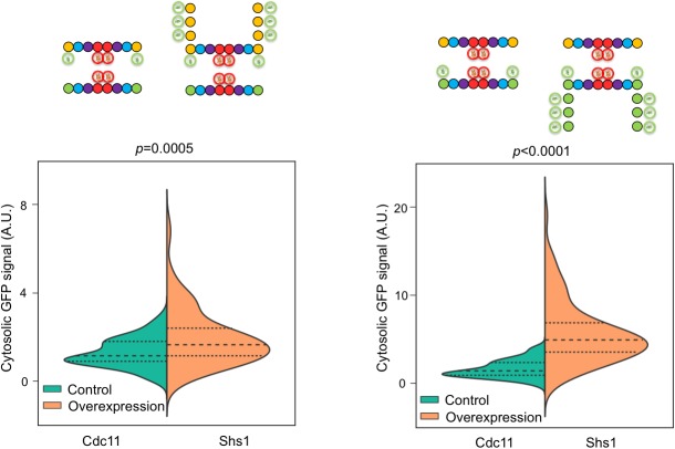 Figure 4—figure supplement 2.