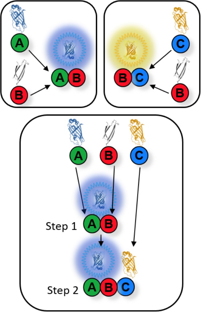 Figure 2—figure supplement 1.