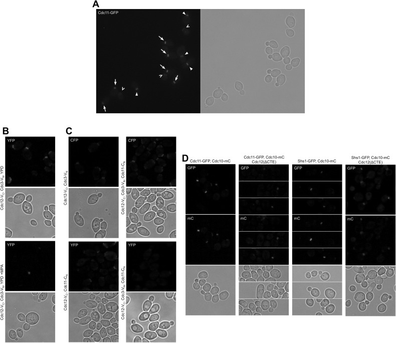 Figure 1—figure supplement 2.