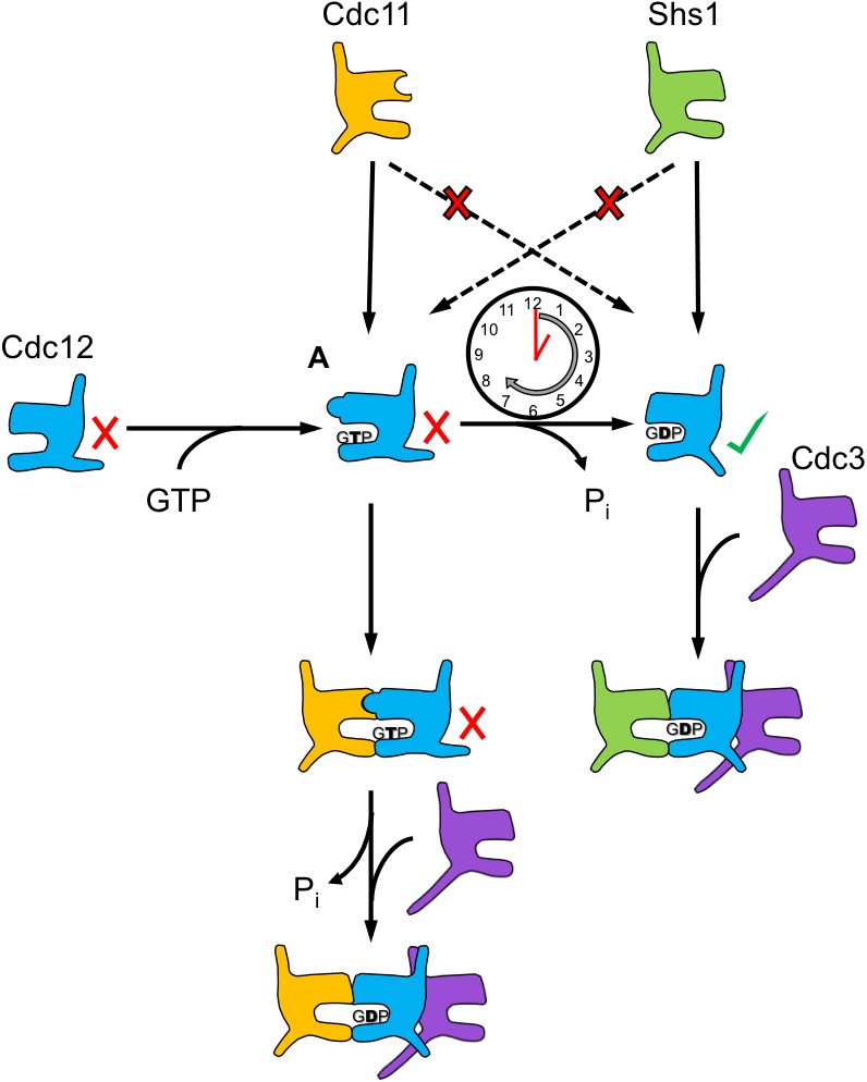 Figure 4—figure supplement 1.