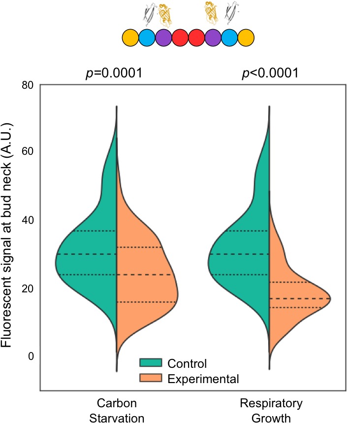 Figure 6—figure supplement 1.