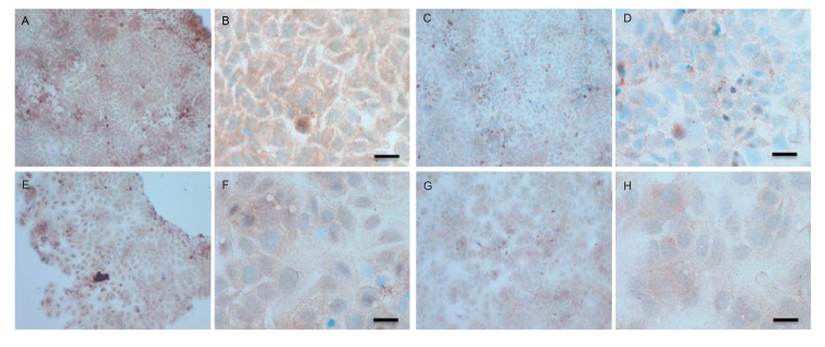 Fig. (10 A-H)