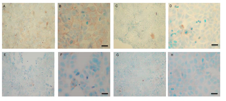 Fig. (9 A-H)